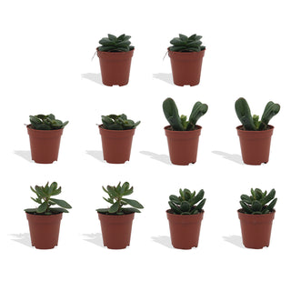 Crassula Mix - 5,5 cm