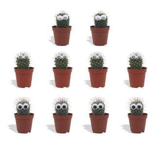 Cactus met Oog Mix - 5,5 cm