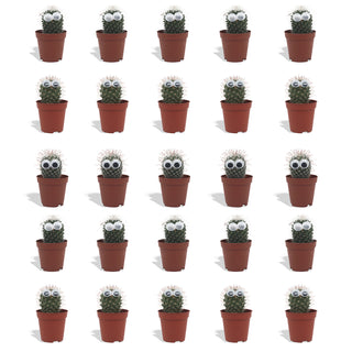 Cactus met Oog Mix - 5,5 cm