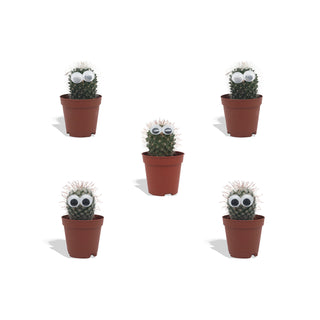 Cactus met Oog Mix - 5,5 cm