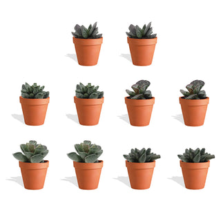 Adromischus Mix in Terracotta Bloempot - 5,5 cm - 10 stk