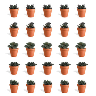 Adromischus Mix in Terracotta Bloempot - 5,5 cm - 20 stk