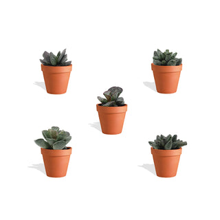 Adromischus Mix in Terracotta Bloempot - 5,5 cm - 5 stk