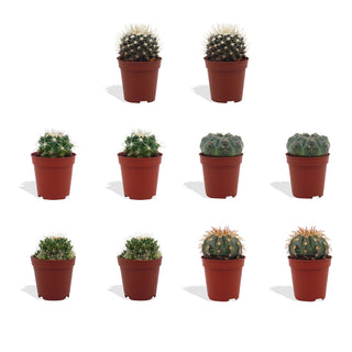 Bolcactus Mix - 5,5 cm
