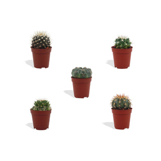 Bolcactus Mix - 5,5 cm