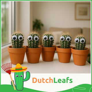 Cactus met Oog Mix - 5,5 cm