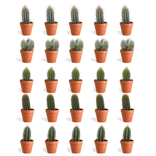 Cereus Mix in Terracotta Bloempot - 5,5 cm - 20 stk