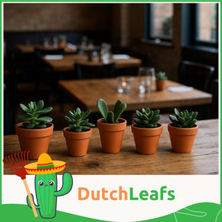 Crassula Mix in Terracotta Bloempot - 5,5 cm - 20 stk