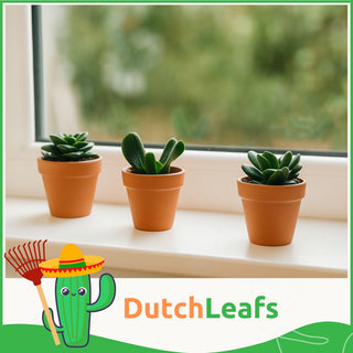 Crassula Mix in Terracotta Bloempot - 5,5 cm - 20 stk