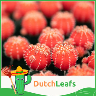 Gymnocalycium Mix Geënt - 5,5 cm