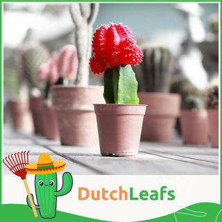 Gymnocalycium Mix Geënt - 5,5 cm