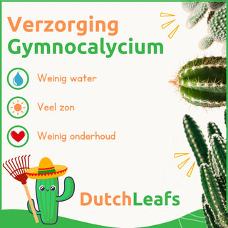 Gymnocalycium Mix Geënt - 5,5 cm