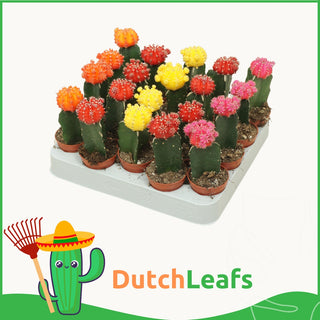 Gymnocalycium Mix Geënt - 5,5 cm