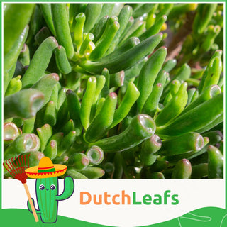 Crassula Mix in Terracotta Bloempot - 5,5 cm - 20 stk