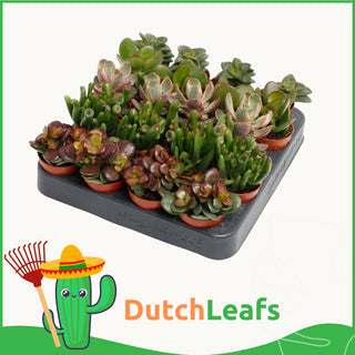 Crassula Mix in Terracotta Bloempot - 5,5 cm - 20 stk