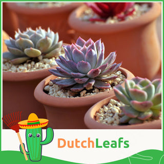 Vetplanten Mix - 10,5 cm