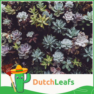 Vetplanten Mix - 10,5 cm