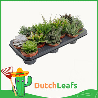 Vetplanten Mix - 10,5 cm