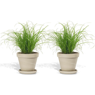 Cyperus Zumula in Terracotta Bloempot Graniet - 12 cm - 2 stk