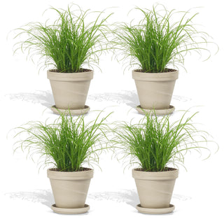 Cyperus Zumula in Terracotta Bloempot Graniet - 12 cm - 2 stk