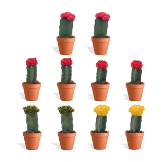 Gymnocalycium Mix Geënt in Terracotta Bloempot - 5,5 cm - 10 stk
