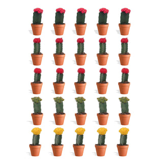 Gymnocalycium Mix Geënt in Terracotta Bloempot - 5,5 cm - 20 stk