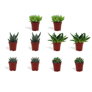 Haworthia Mix - 5,5 cm