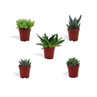 Haworthia Mix - 5,5 cm