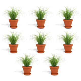 Cyperus Zumula in Terracotta Bloempot - 12 cm - 8 stk