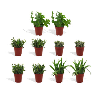 Rhipsalis Mix - 5,5 cm