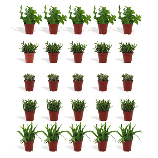 Rhipsalis Mix - 5,5 cm