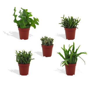 Rhipsalis Mix - 5,5 cm