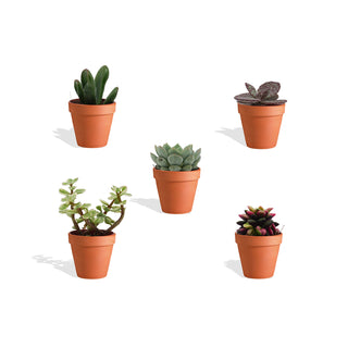Mini Vetplanten Mix in Terracotta Bloempot - 5,5 cm - 5 stk