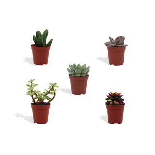 Mini Vetplanten Mix - 5,5 cm