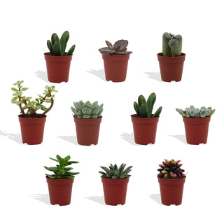 Mini Vetplanten Mix - 5,5 cm