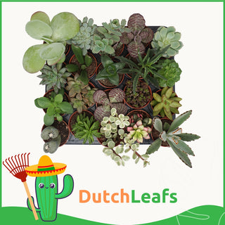 Mini Vetplanten Mix - 5,5 cm