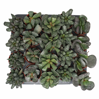 Adromiscus Mix - 5,5 cm - PARENT