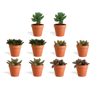 Sedum Mix in Terracotta Bloempot - 5,5 cm - 10 stk