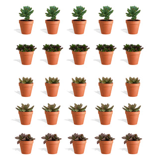 Sedum Mix in Terracotta Bloempot - 5,5 cm - 20 stk