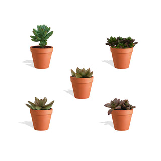 Sedum Mix in Terracotta Bloempot - 5,5 cm - 5 stk