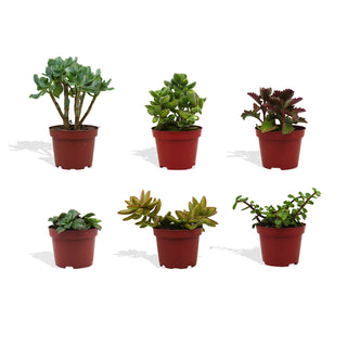 Vetplanten Mix - 10,5 cm