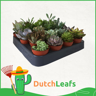 Mini Vetplanten Mix - 5,5 cm