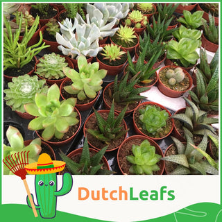 Mini Vetplanten Mix in Terracotta Bloempot - 5,5 cm - 10stk