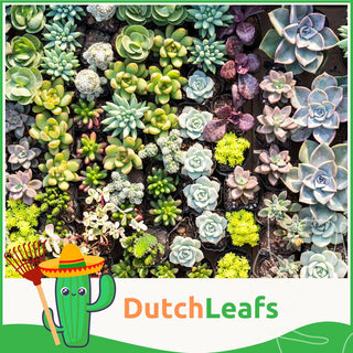 Mini Vetplanten Mix in Terracotta Bloempot - 5,5 cm - 10stk