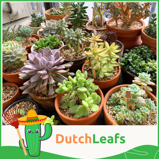 Mini Vetplanten Mix in Terracotta Bloempot - 5,5 cm - 10stk