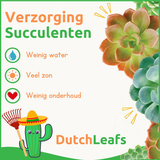 Mini Vetplanten Mix in Terracotta Bloempot - 5,5 cm - 10stk