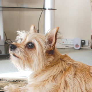 The Big Cheese Advanced Pest Repeller - Humane, Ultrasound Rodent Deterrent 1 pc