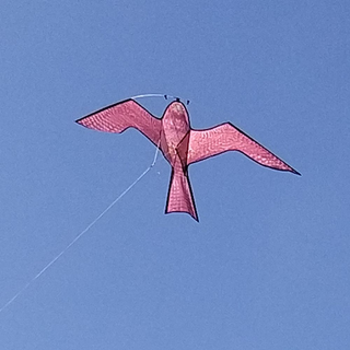 The Big Cheese Hawk Kite - Humane Effective Bird Scarer for Buildings & Gardens